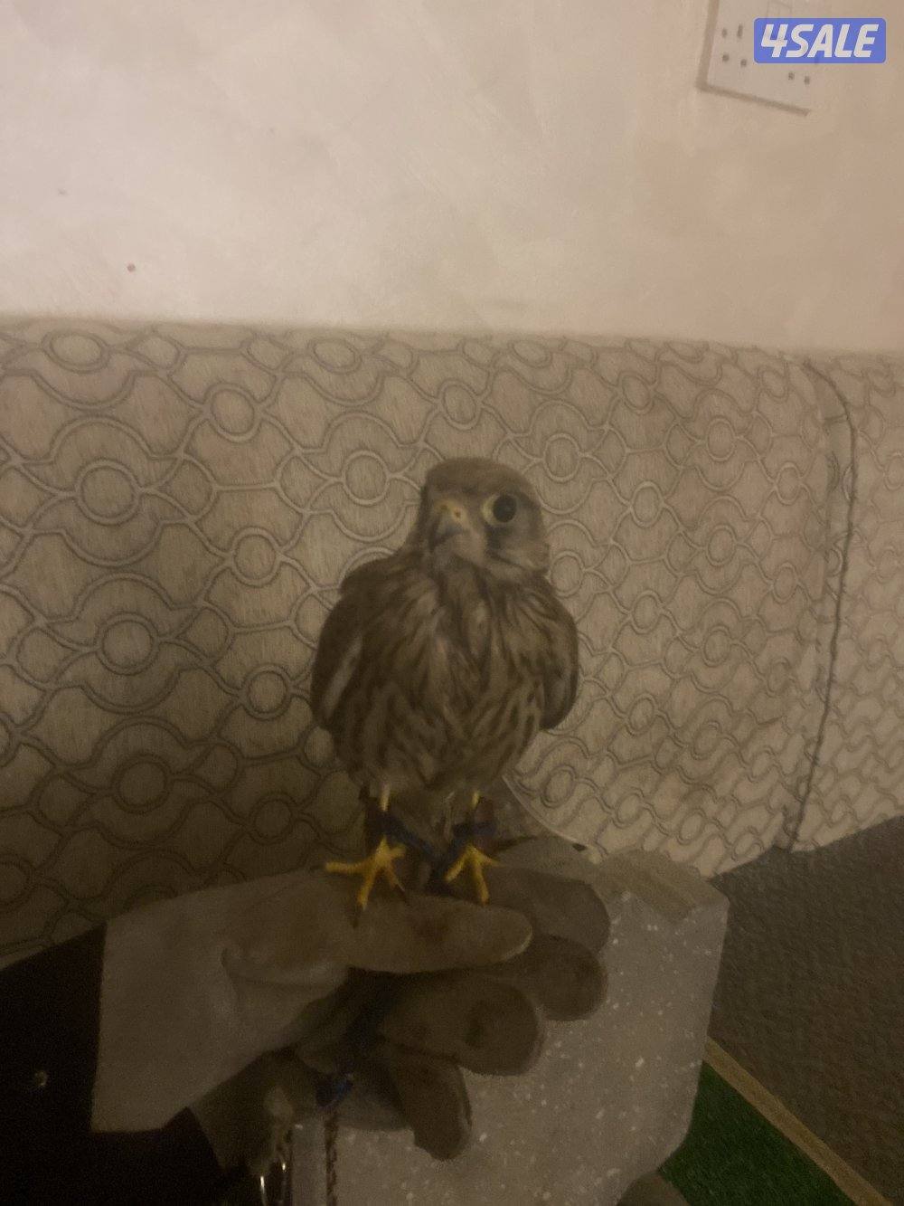 طير مدرب على ينقز على فري0