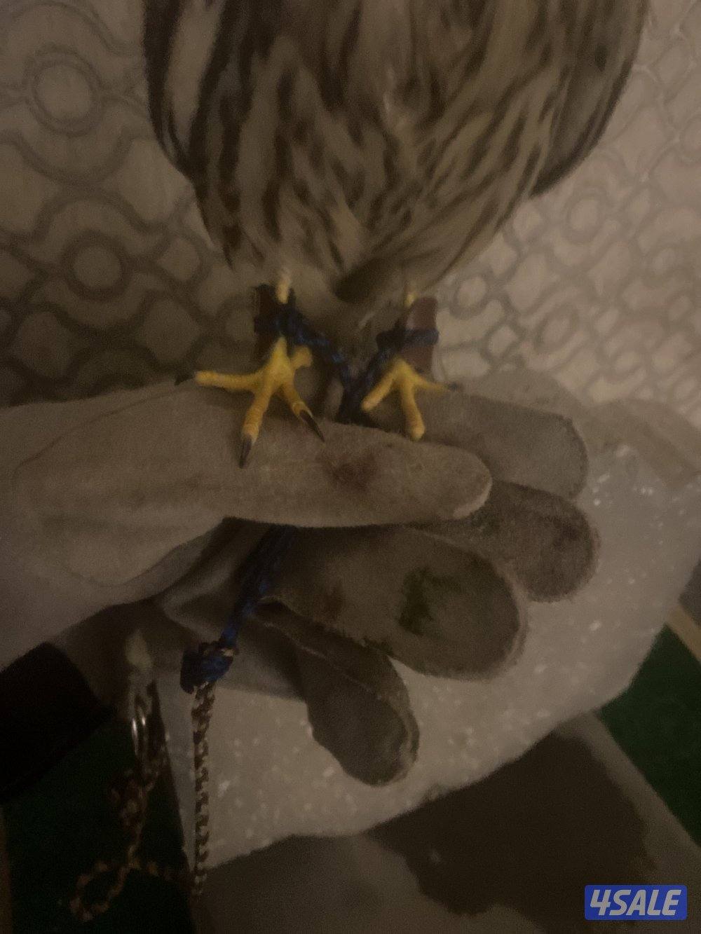 طير مدرب على ينقز على فري1