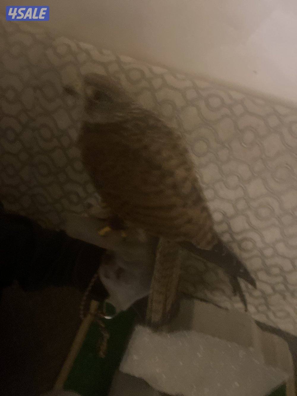 طير مدرب على ينقز على فري2