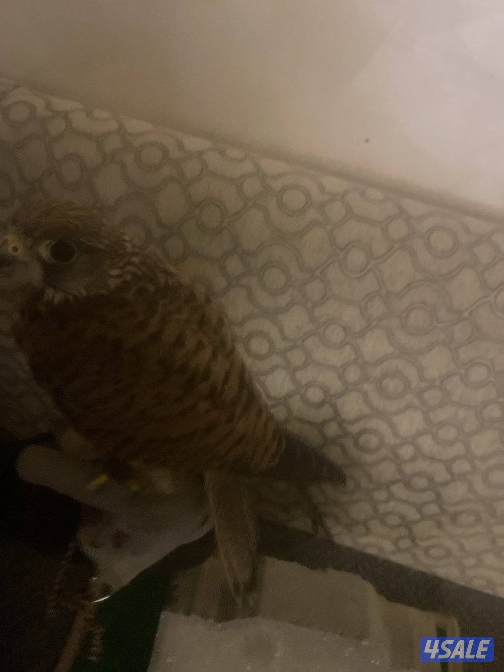 طير مدرب على ينقز على فري3