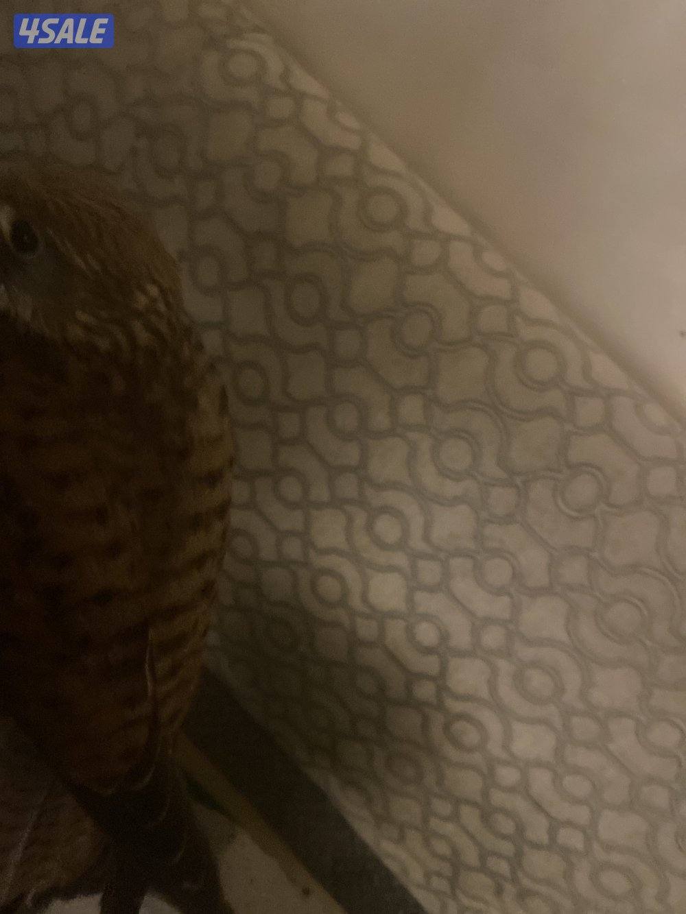 طير مدرب على ينقز على فري4