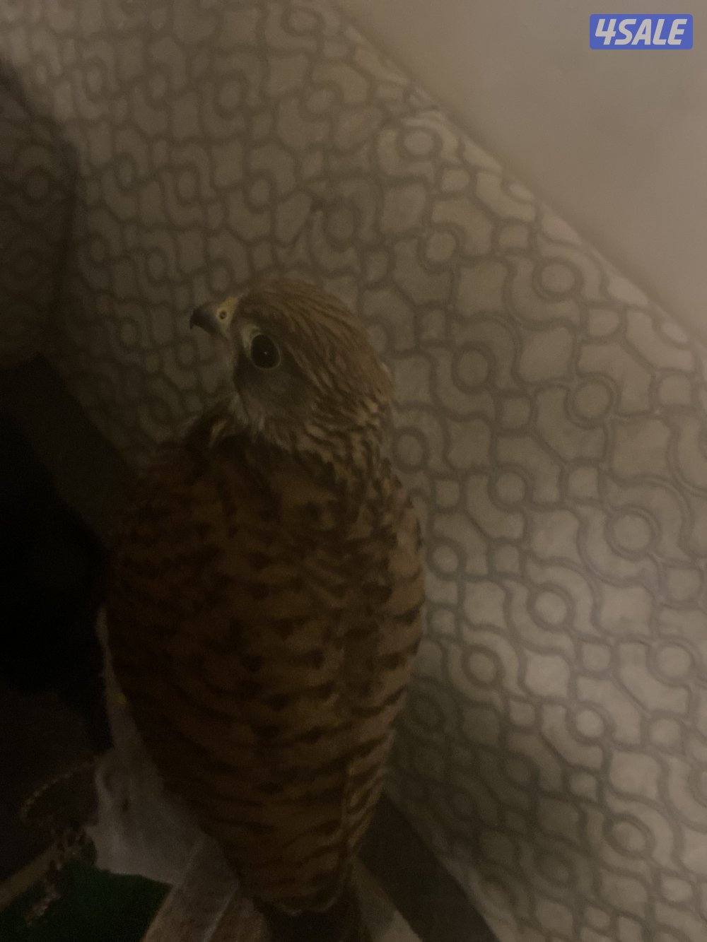 طير مدرب على ينقز على فري5