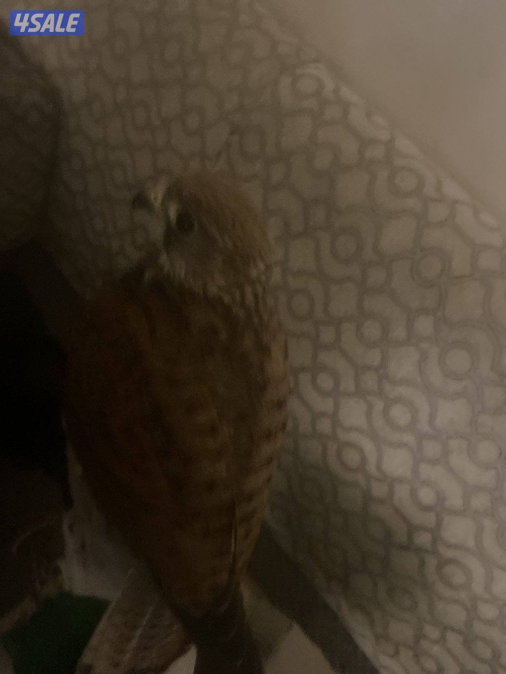 طير مدرب على ينقز على فري6