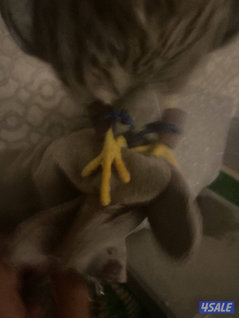 طير مدرب على ينقز على فري7