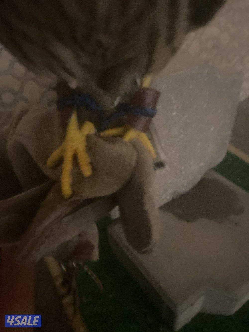 طير مدرب على ينقز على فري8