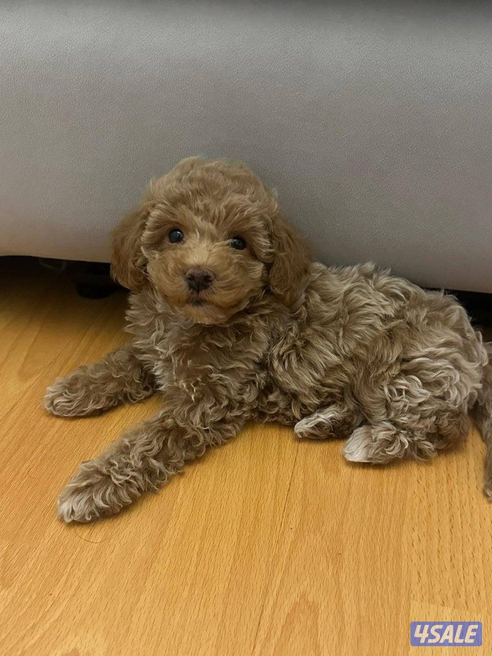 كلب توي بودل حاصل على جواز2