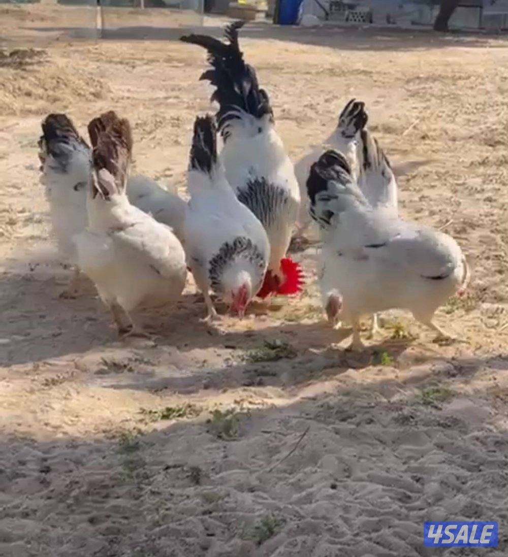 دجاج بلاك وايت0