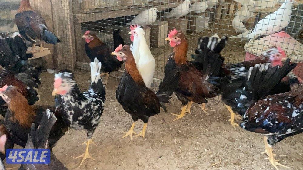 دجاج عربي قديم1