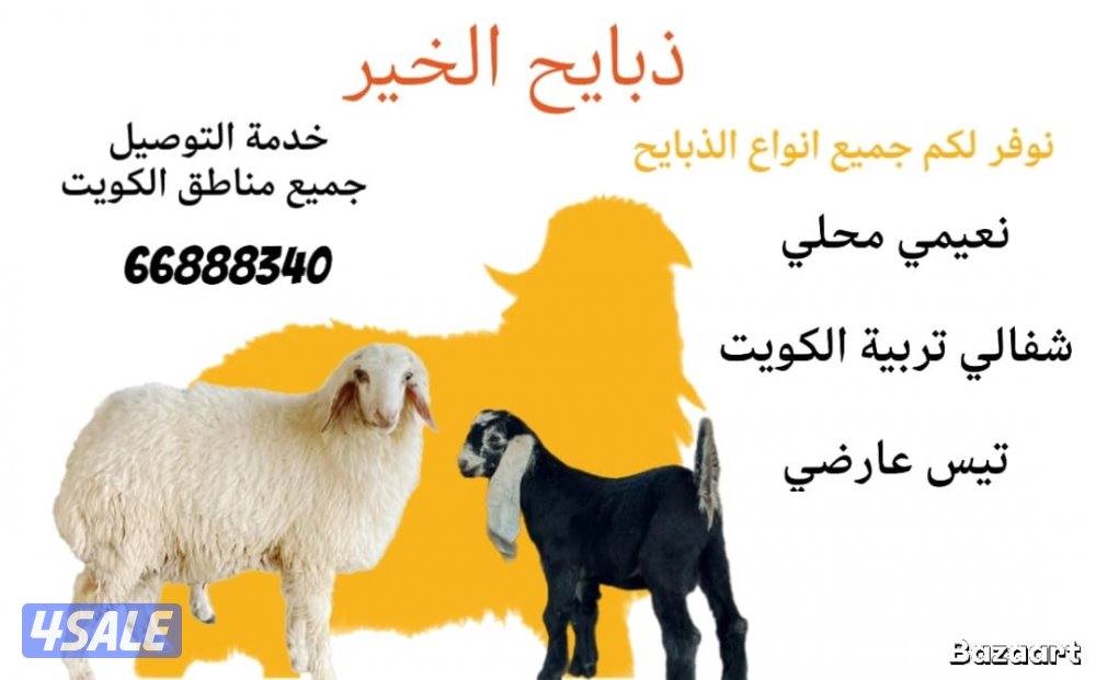 طليان شفالي سمنة طيبة ابتداء من ٨٠ د.ك0