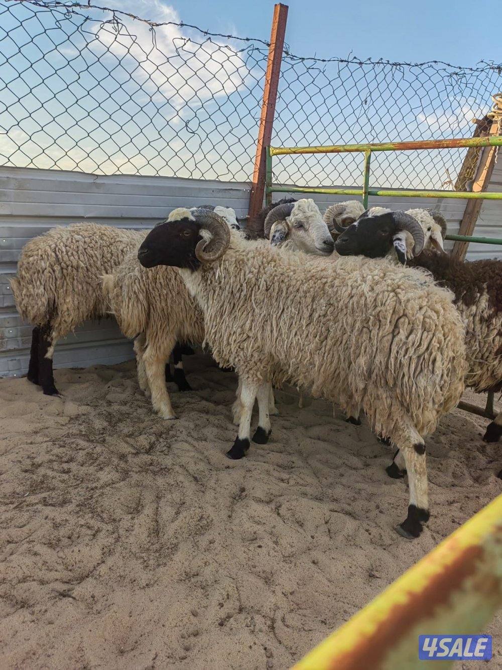 طليان شفالي سمنة طيبة ابتداء من ٨٠ د.ك1