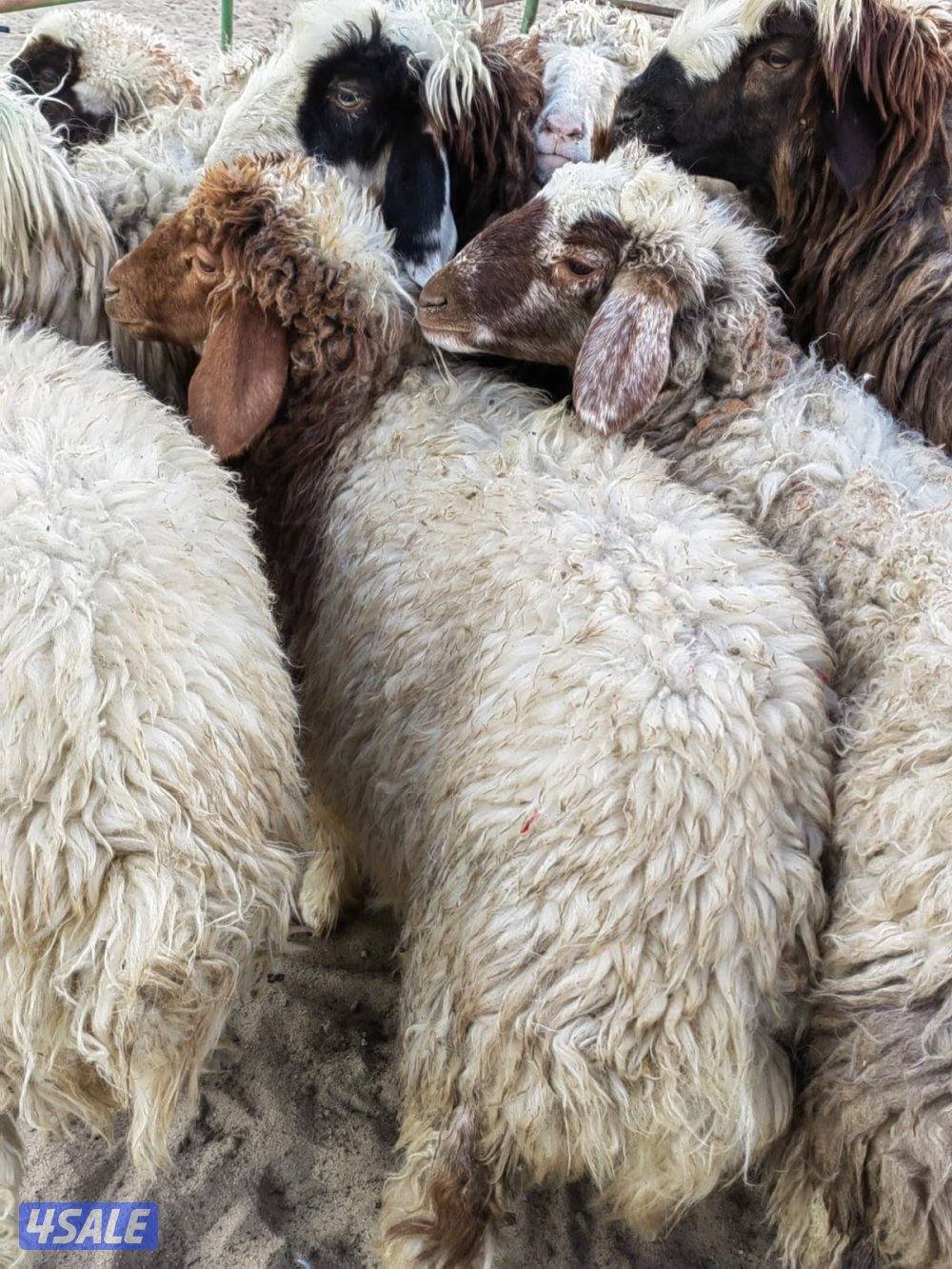 طليان شفالي سمنة طيبة ابتداء من ٨٠ د.ك2