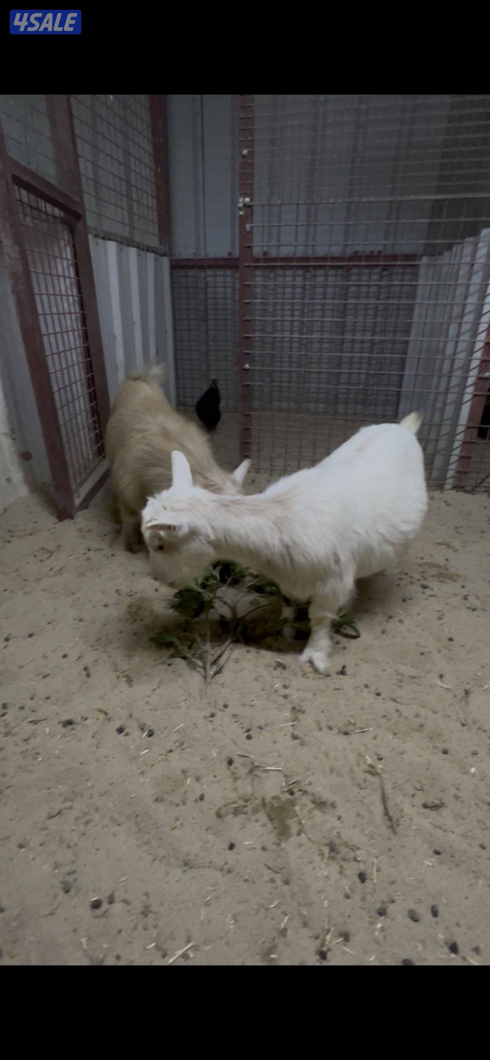 للبيع معزه جيكيه1