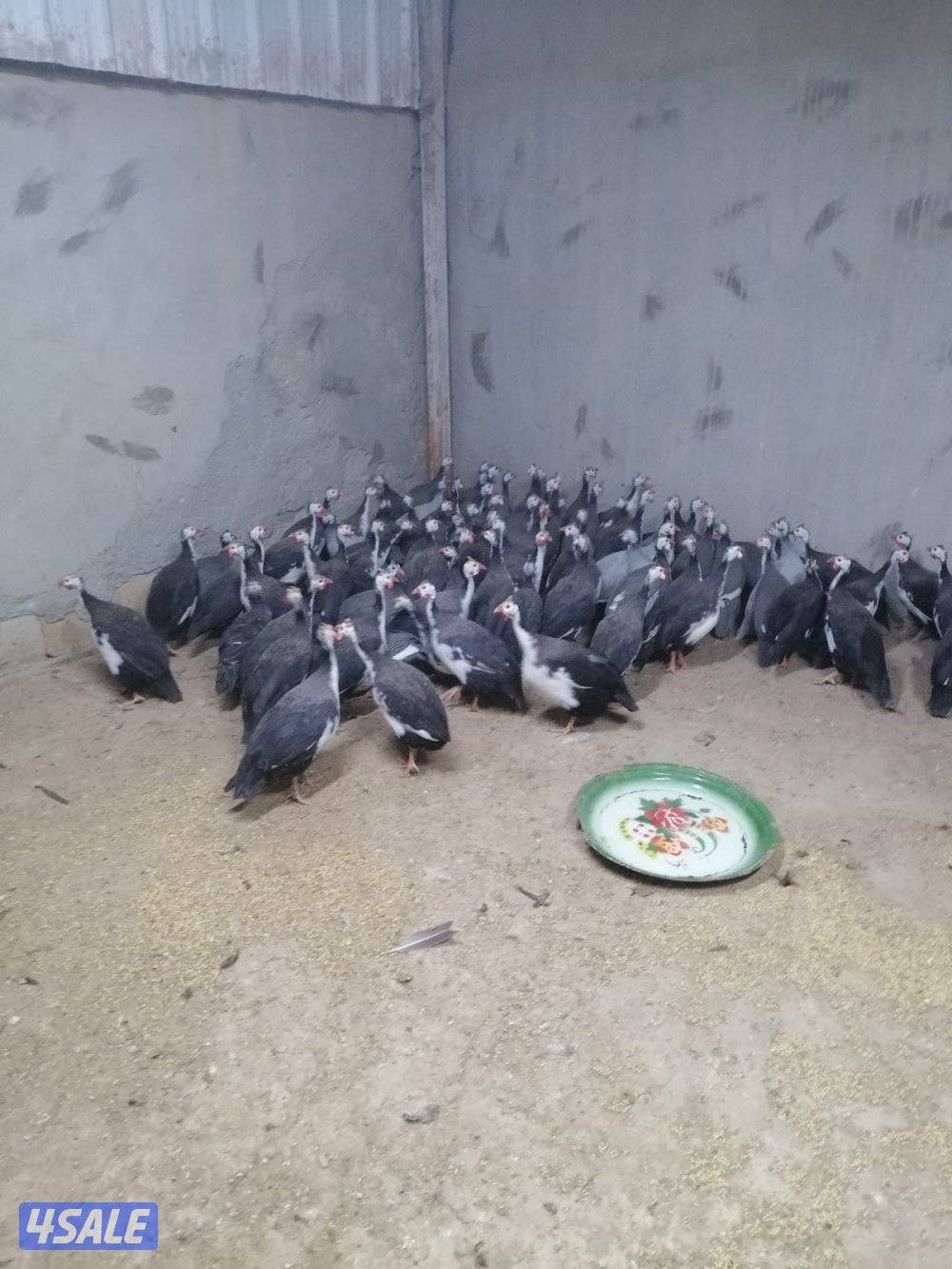 دجاج خيبر بياض0