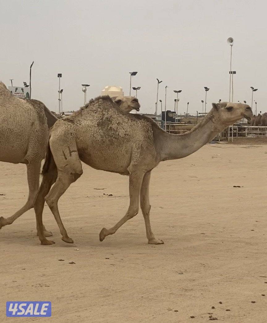 ثلاث شقح قرينيات طيبات0