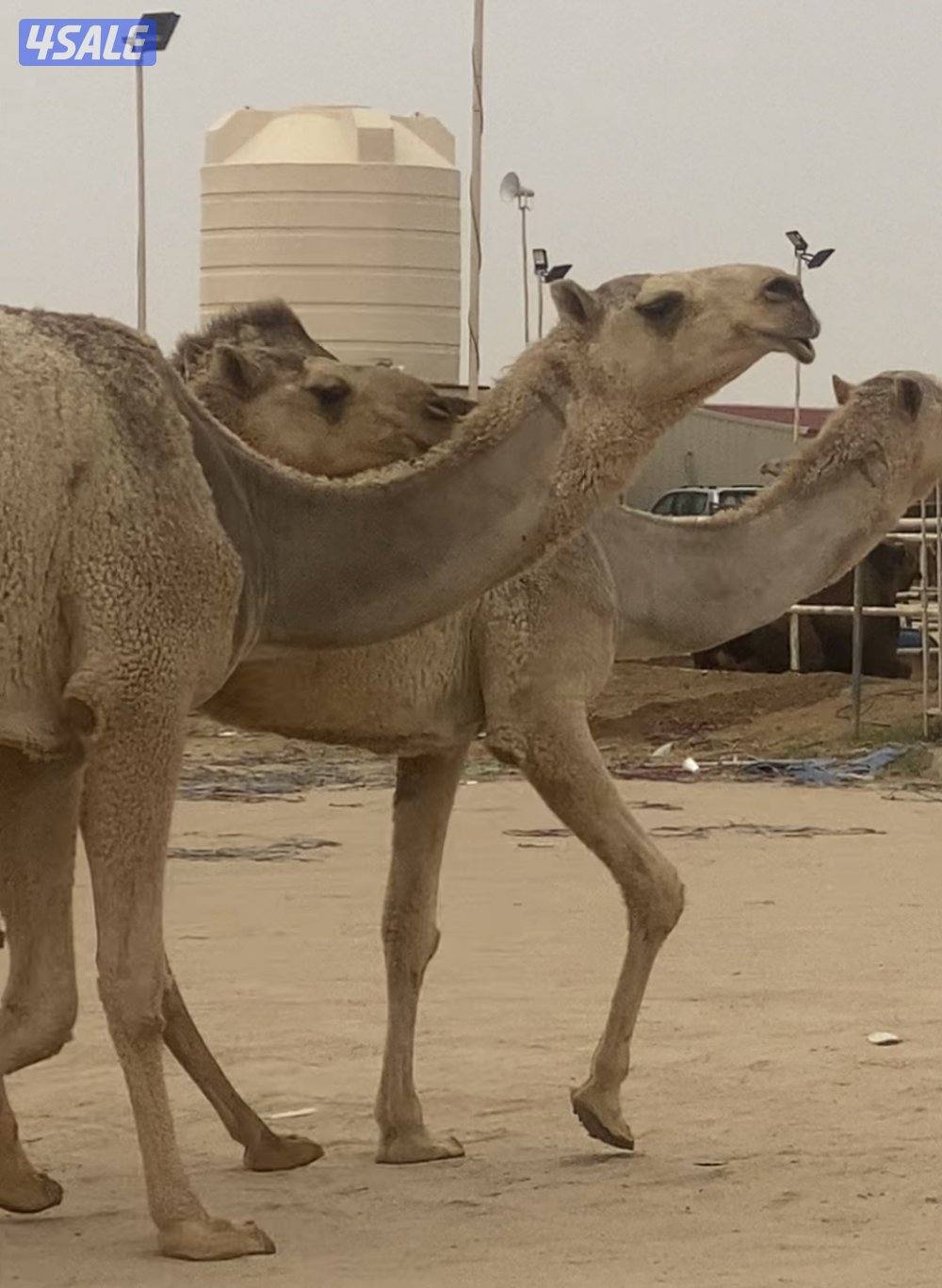 ثلاث شقح قرينيات طيبات1