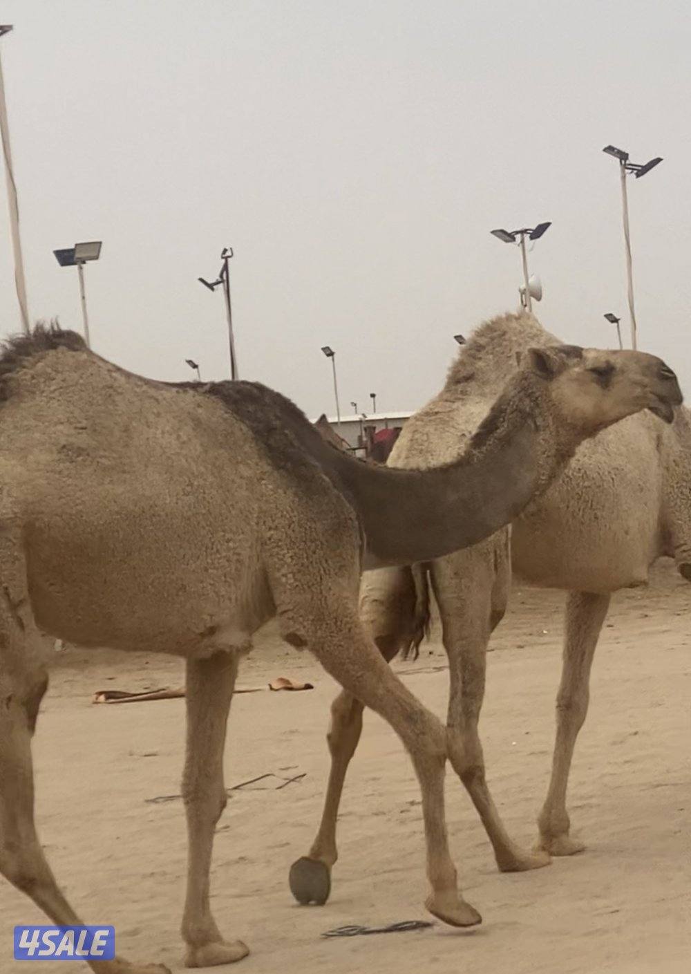 ثلاث شقح قرينيات طيبات2