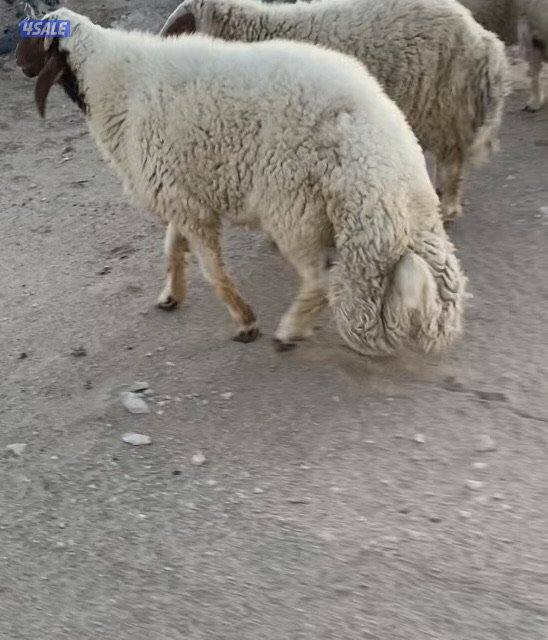 25غنم عواس عراقية فاخرة ونادرة مع فحل خصم الخصم فيهم12سونار فيهم متاوم1