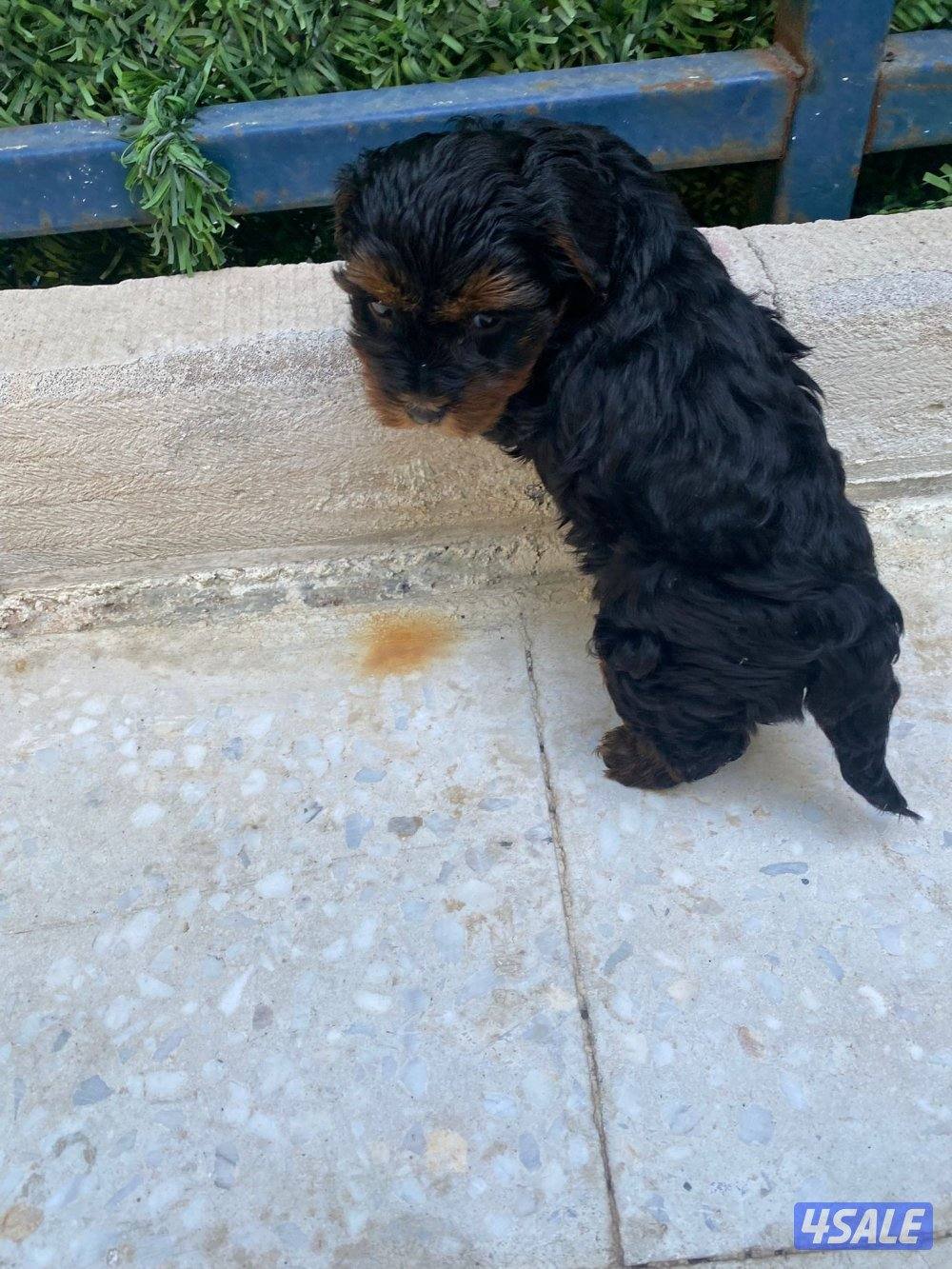 للبيع كلبه لونق شاير نثيه العمر شهرين مطعمه اول تطعيم الصحه تمام لعوبه1