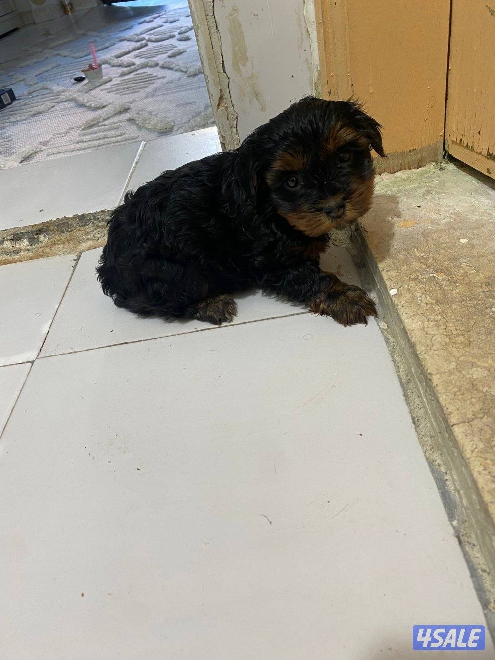 للبيع كلبه لونق شاير نثيه العمر شهرين مطعمه اول تطعيم الصحه تمام لعوبه2