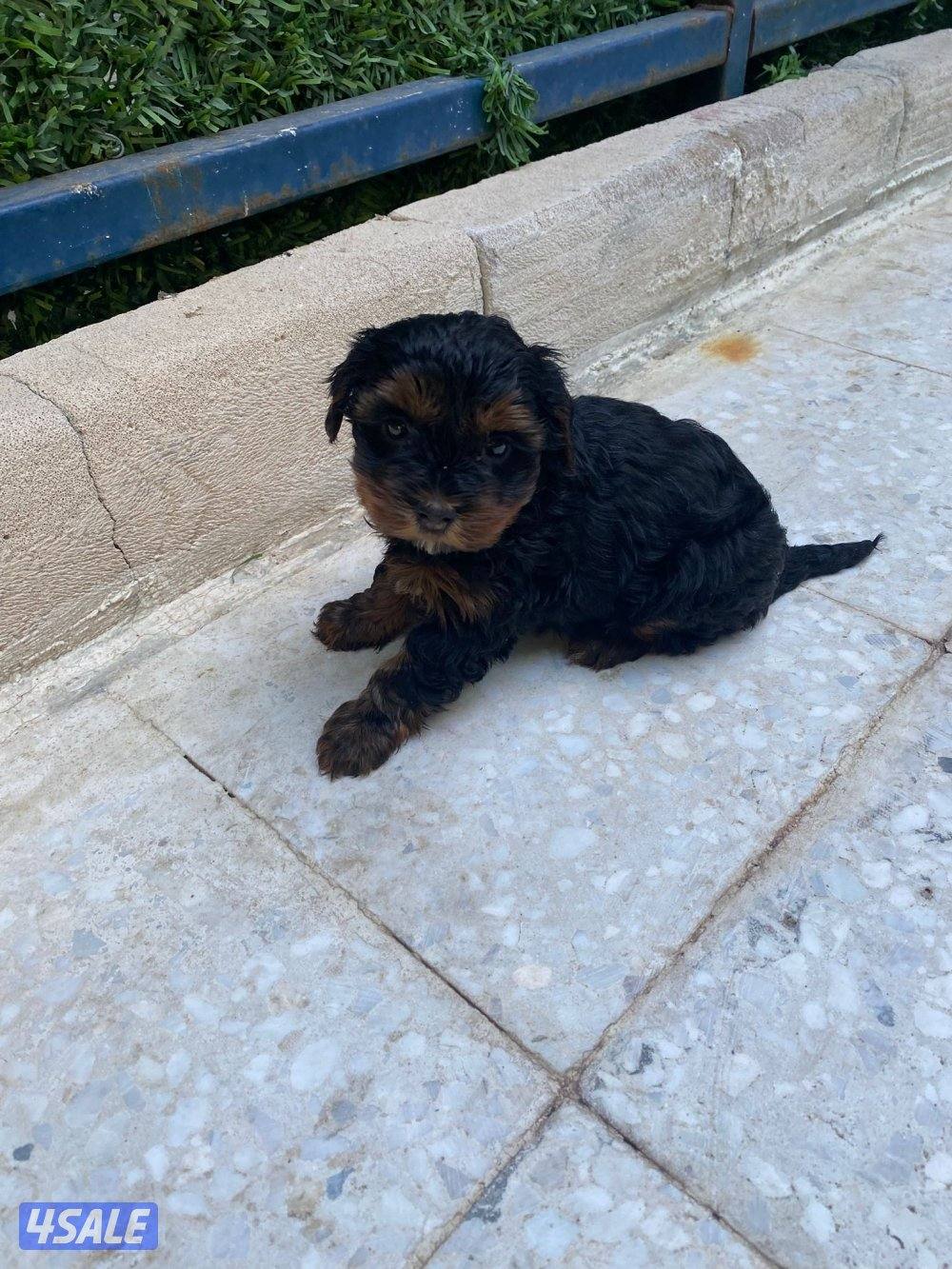 للبيع كلبه لونق شاير نثيه العمر شهرين مطعمه اول تطعيم الصحه تمام لعوبه3