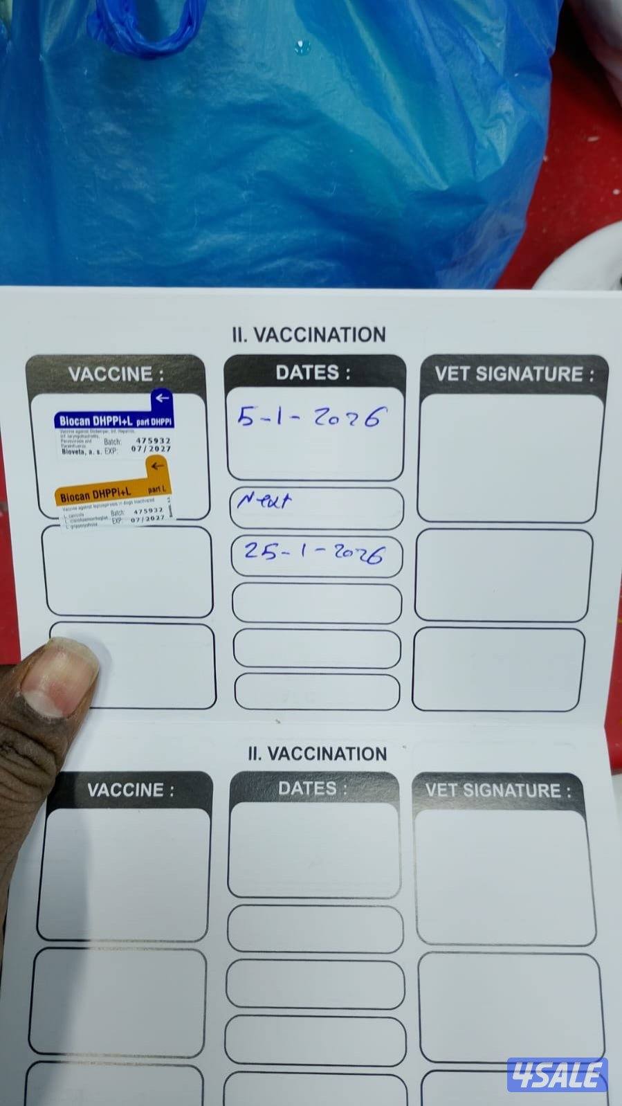 للبيع كلبه لونق شاير نثيه العمر شهرين مطعمه اول تطعيم الصحه تمام لعوبه4