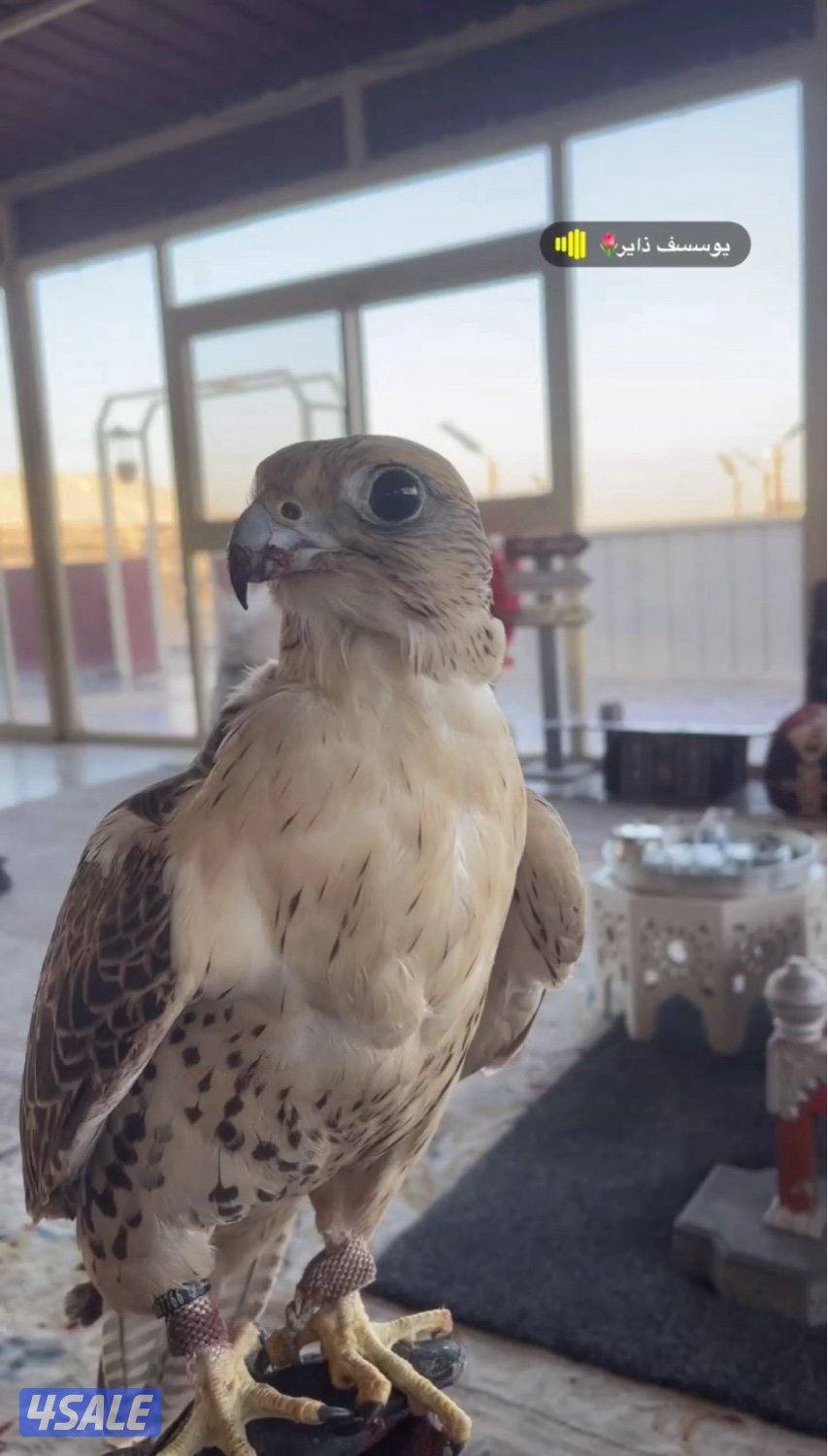 للبيع طير حر0