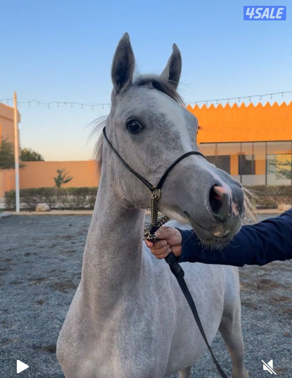 مهره بنت شغموم الفياض0