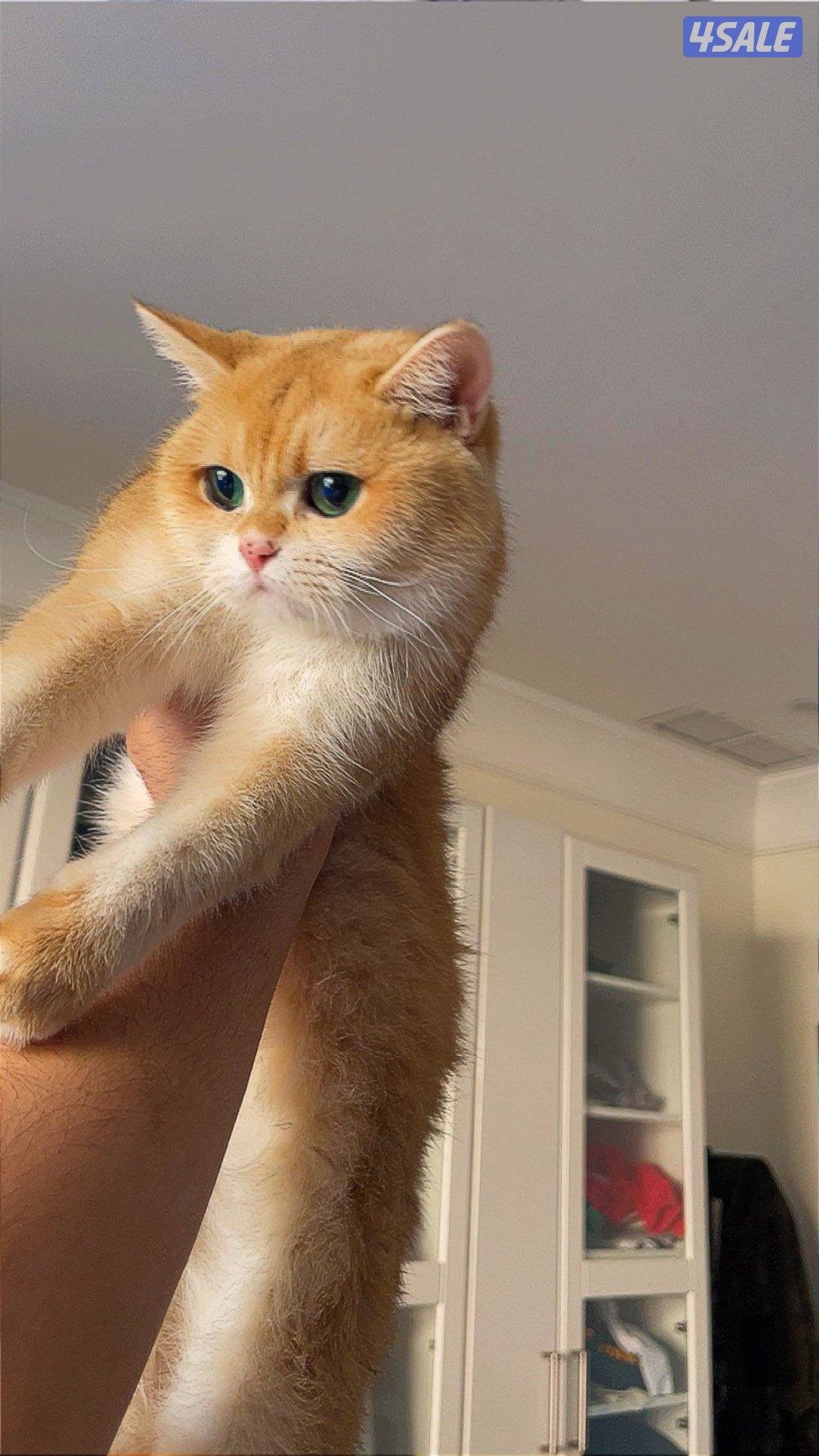 British shorthair - Golden Shaded0