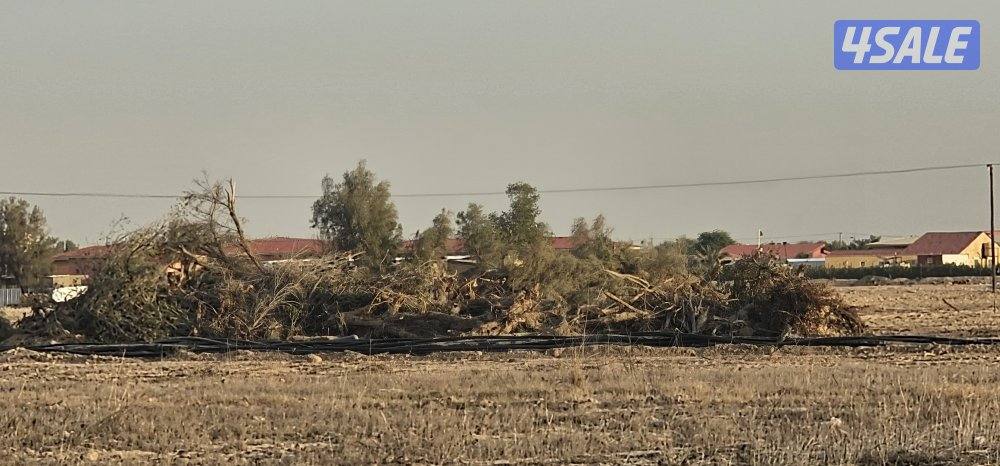 لتجار الحطب للبيع شجر اثل وكاربس1