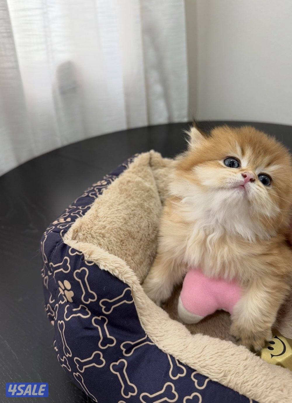 للبيع قطط برتش قولد شورت هير ولونق هير نوع n25 صحتهم ممتازه نوع انثى0