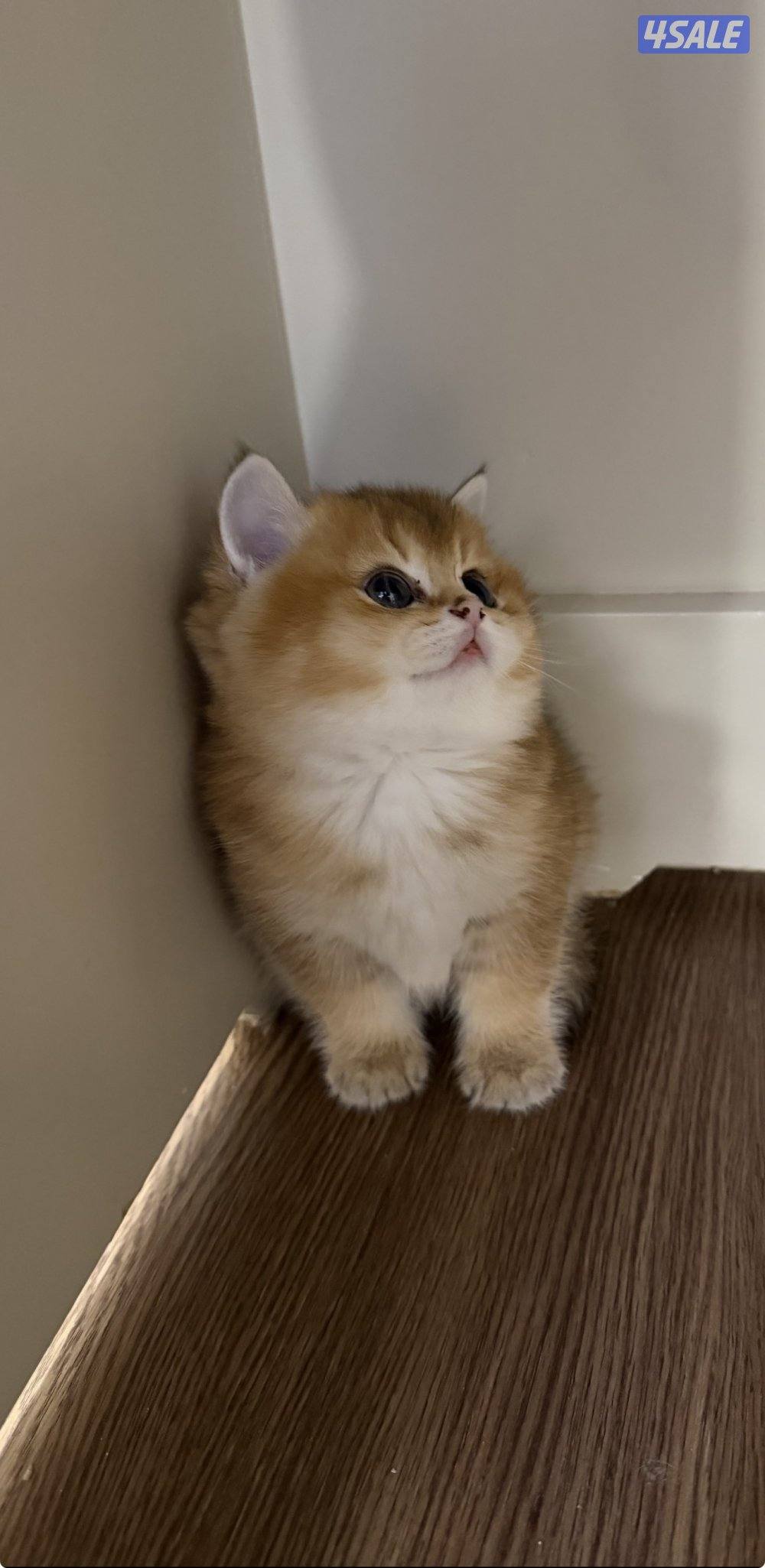 للبيع قطط برتش قولد شورت هير ولونق هير نوع n25 صحتهم ممتازه نوع انثى1