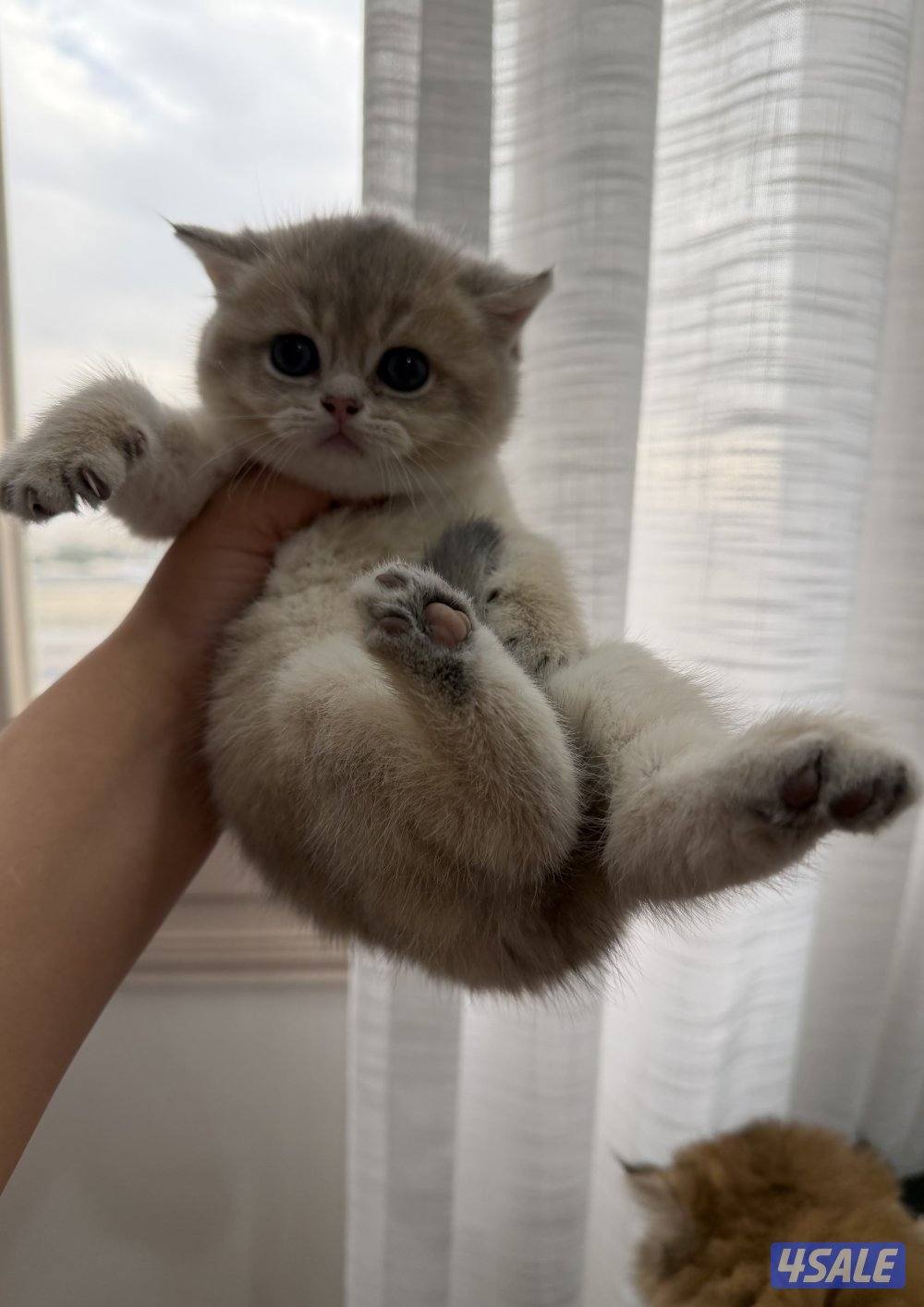 للبيع قطط برتش قولد شورت هير ولونق هير نوع n25 صحتهم ممتازه نوع انثى2