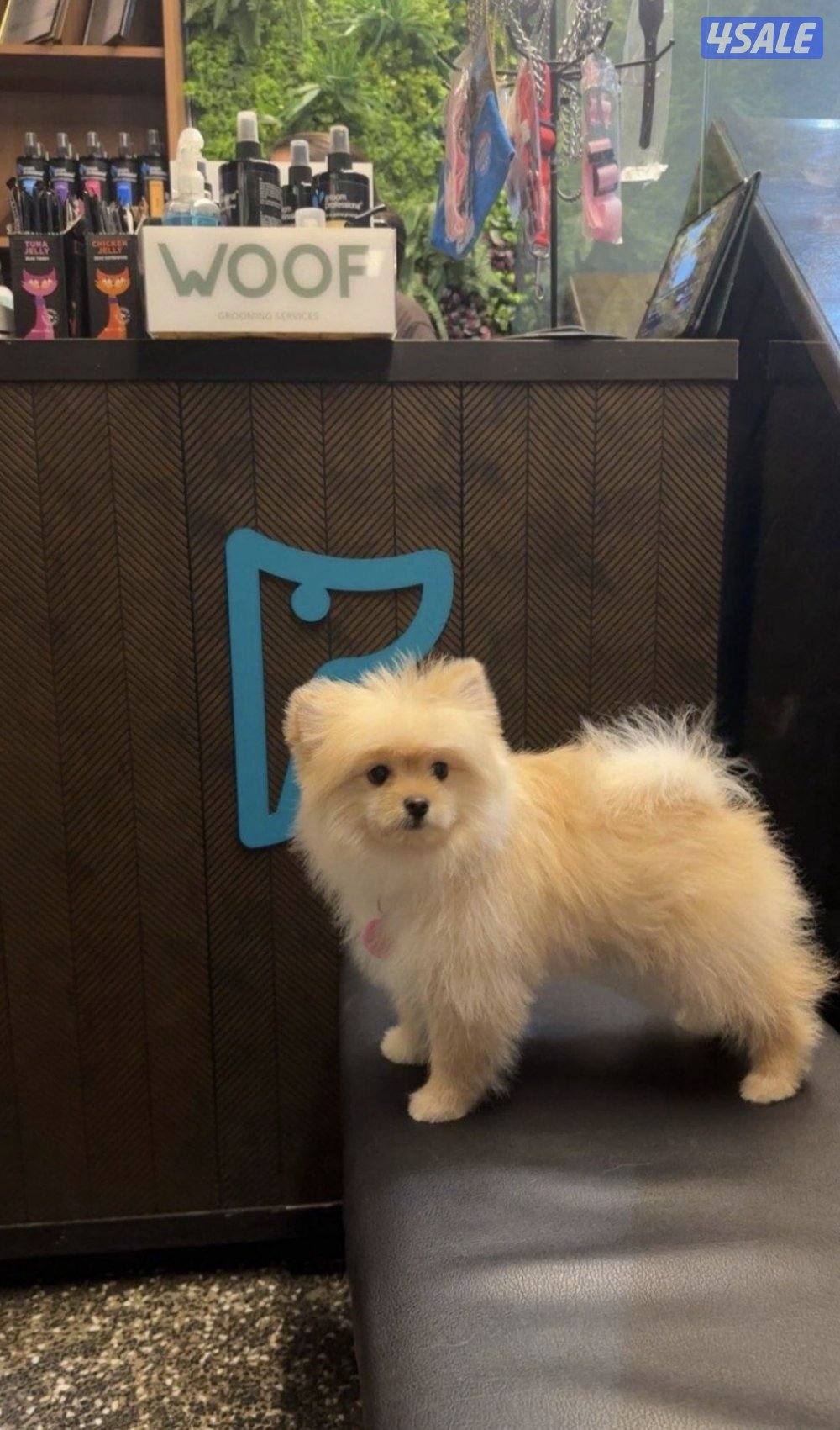 كلب برومينيان1