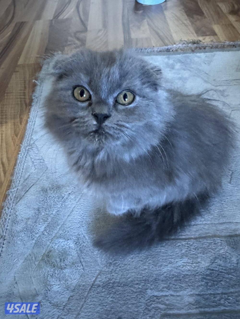 سكوتش نثيه ٤ شهور1