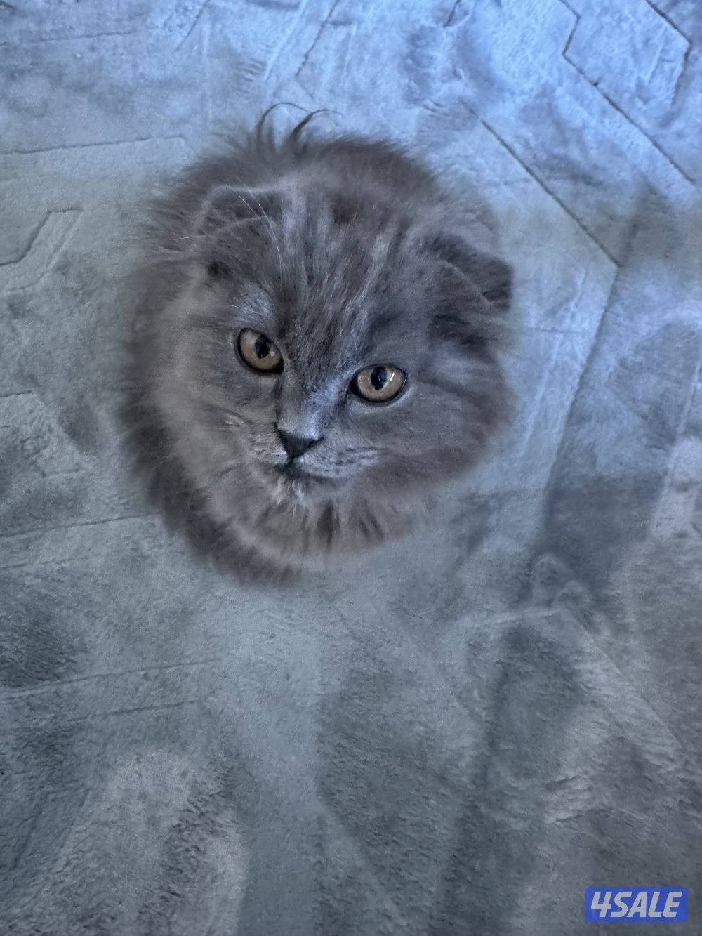 سكوتش نثيه ٤ شهور2