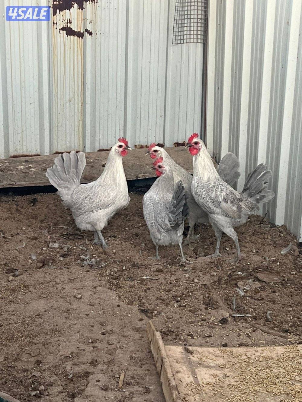 مجاميع عربي الوان مختلفه1