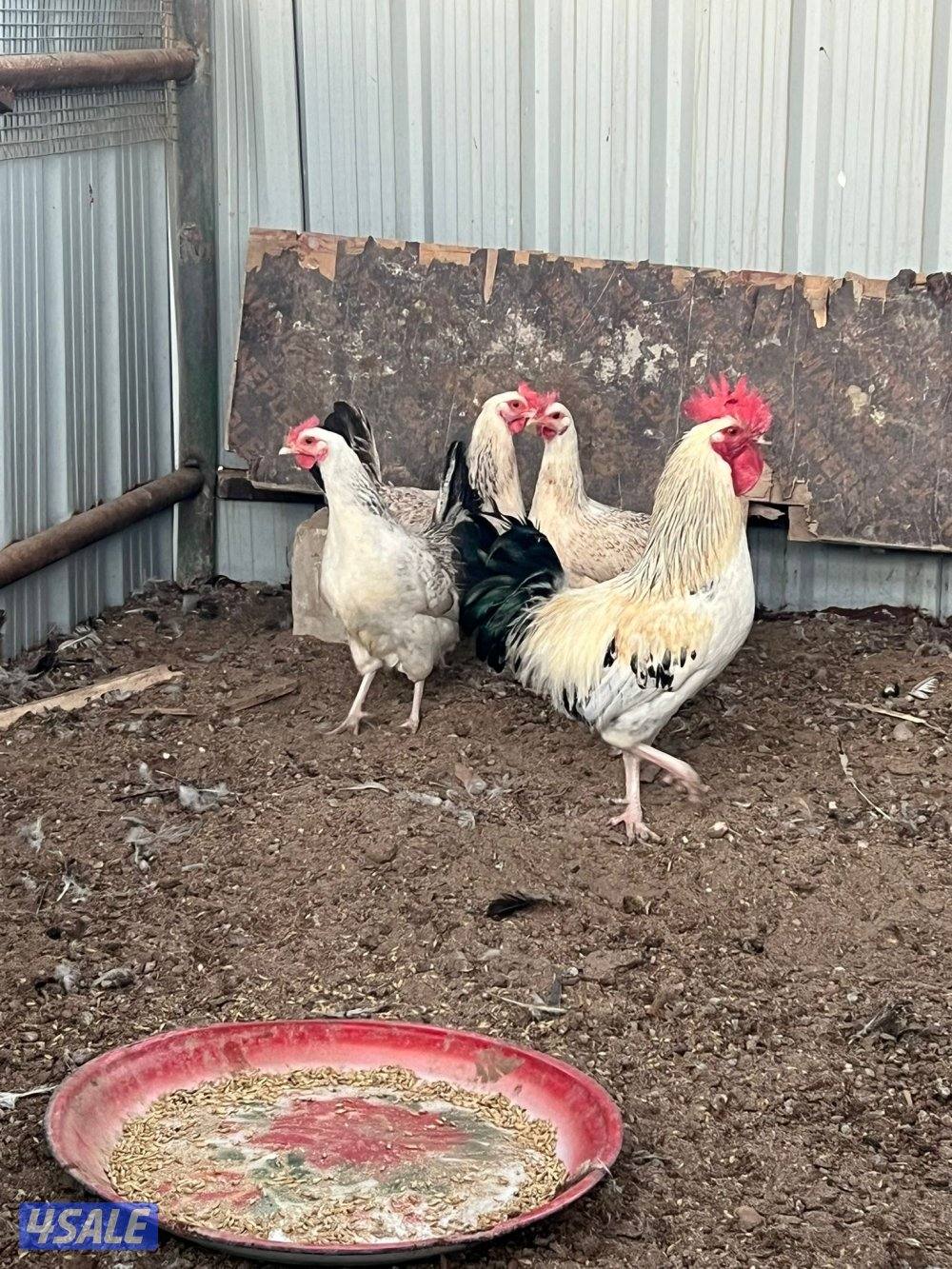 مجاميع عربي الوان مختلفه2