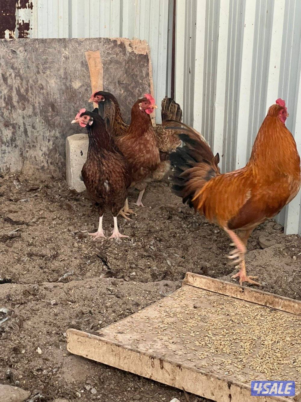 مجاميع عربي الوان مختلفه3