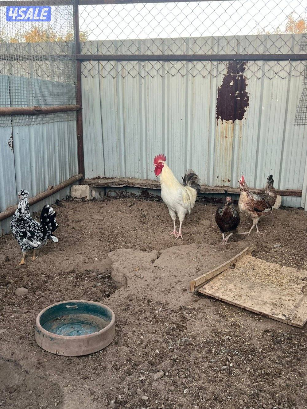 مجاميع عربي الوان مختلفه4