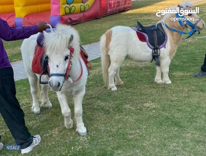 للأيجار بوني للأطفال وعربانه حنطور توصيل جميع مناطق الكويت0