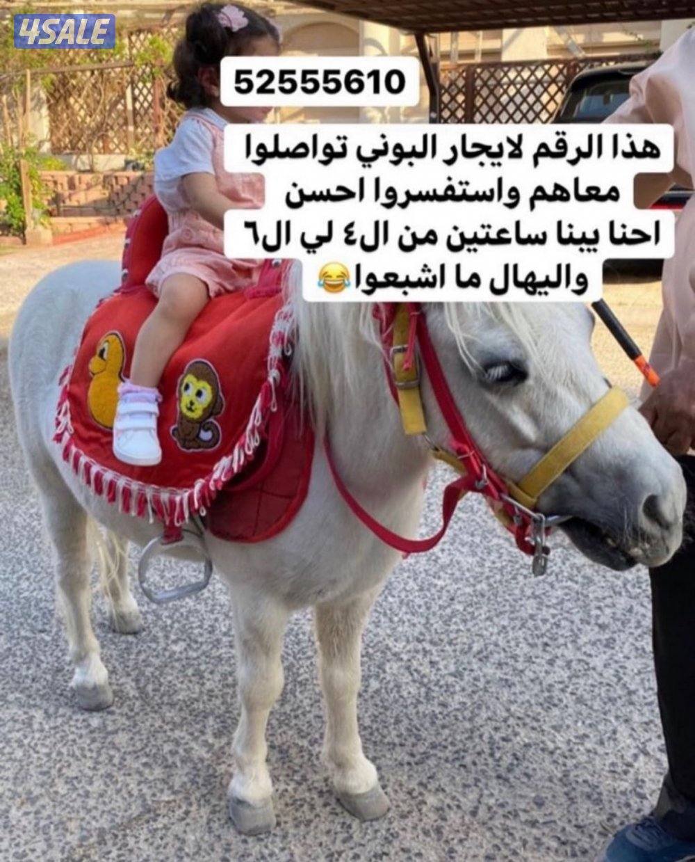 للأيجار بوني للأطفال وعربانه حنطور توصيل جميع مناطق الكويت1