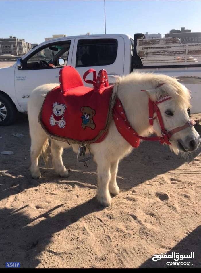 للأيجار بوني للأطفال وعربانه حنطور توصيل جميع مناطق الكويت4