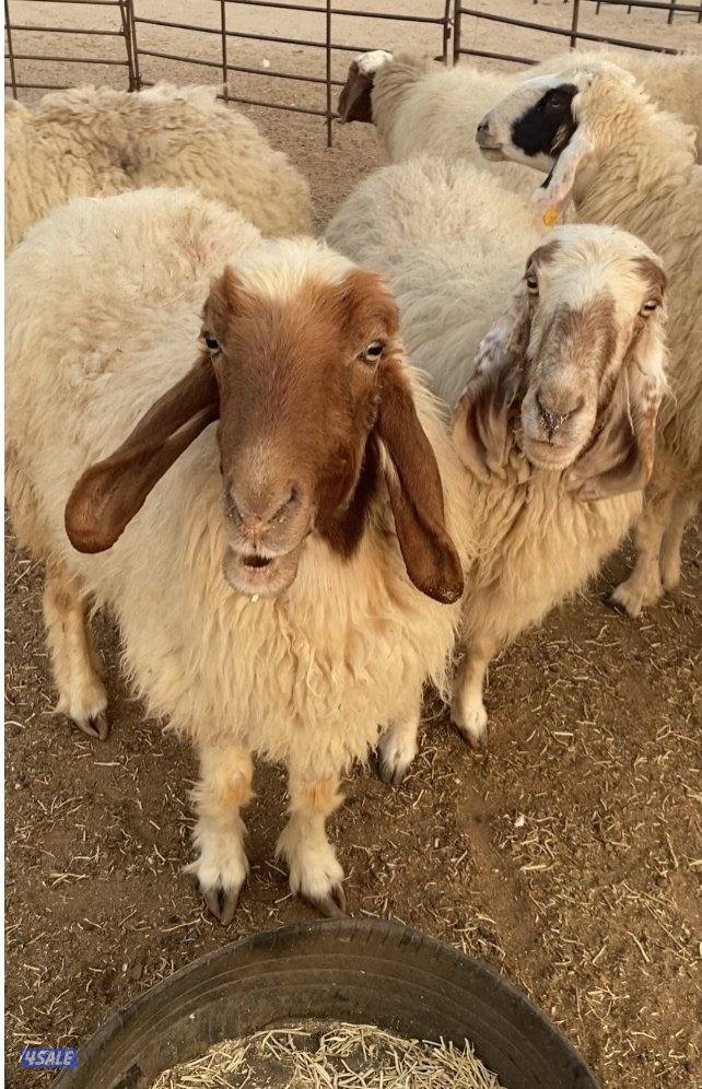 25غنم عواس عراقية فاخرة ونادرة مع فحل خصم الخصم فيهم12سونار فيهم متاوم12