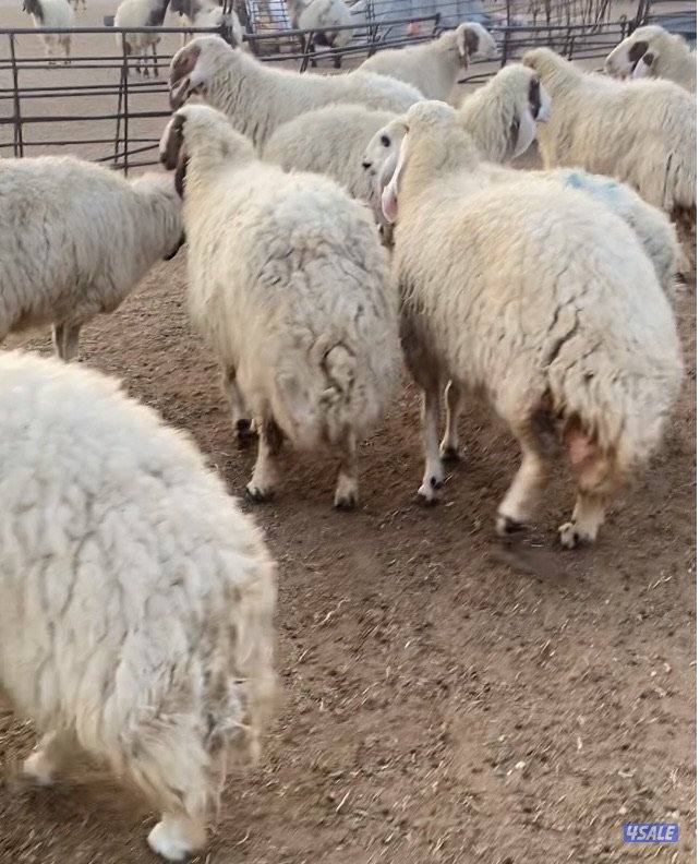 25غنم عواس عراقية فاخرة ونادرة مع فحل خصم الخصم فيهم12سونار فيهم متاوم2