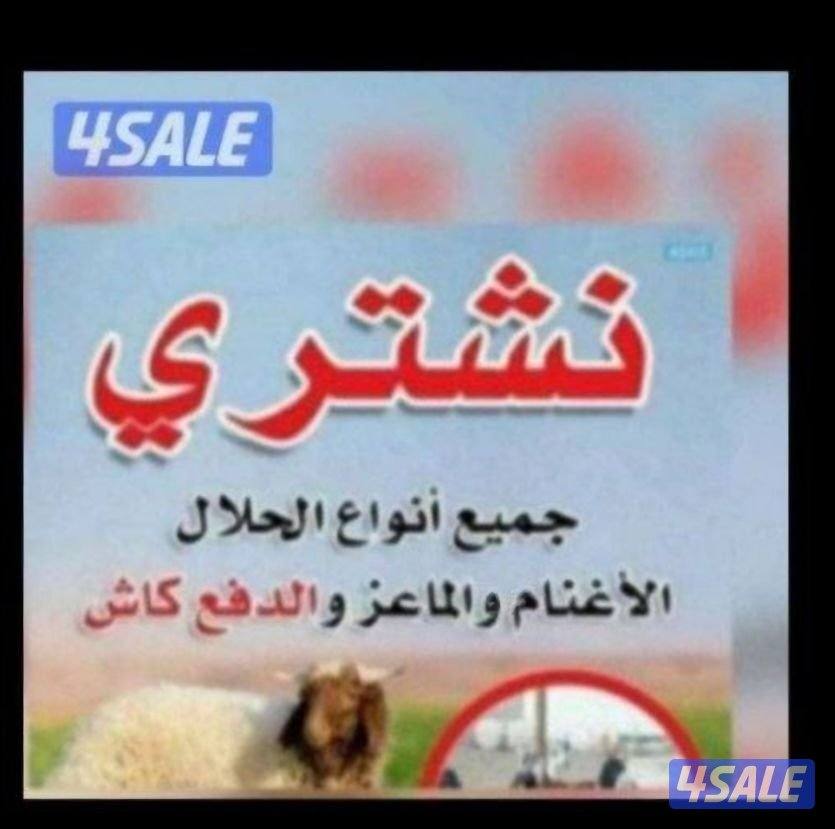 نشتري جميع انواع الحلال غنم ومعزة ومطافيل العدد مفتوح والدفع كاش0