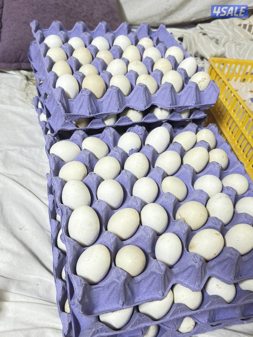 للبيع بيض دجاج عربي فيومي وبراهما1