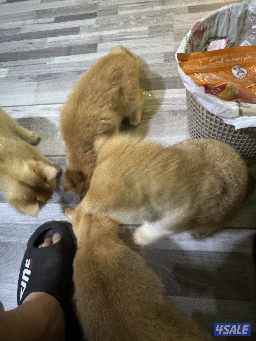 بيعه مستعجله لضروف السفر 4 قطط برتش مثبتين وذكرين 200 سعر رمزي اول متص3