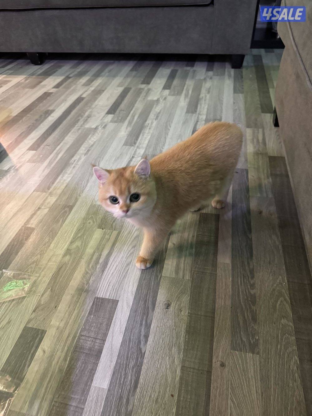 بيعه مستعجله لضروف السفر 4 قطط برتش مثبتين وذكرين 200 سعر رمزي اول متص1