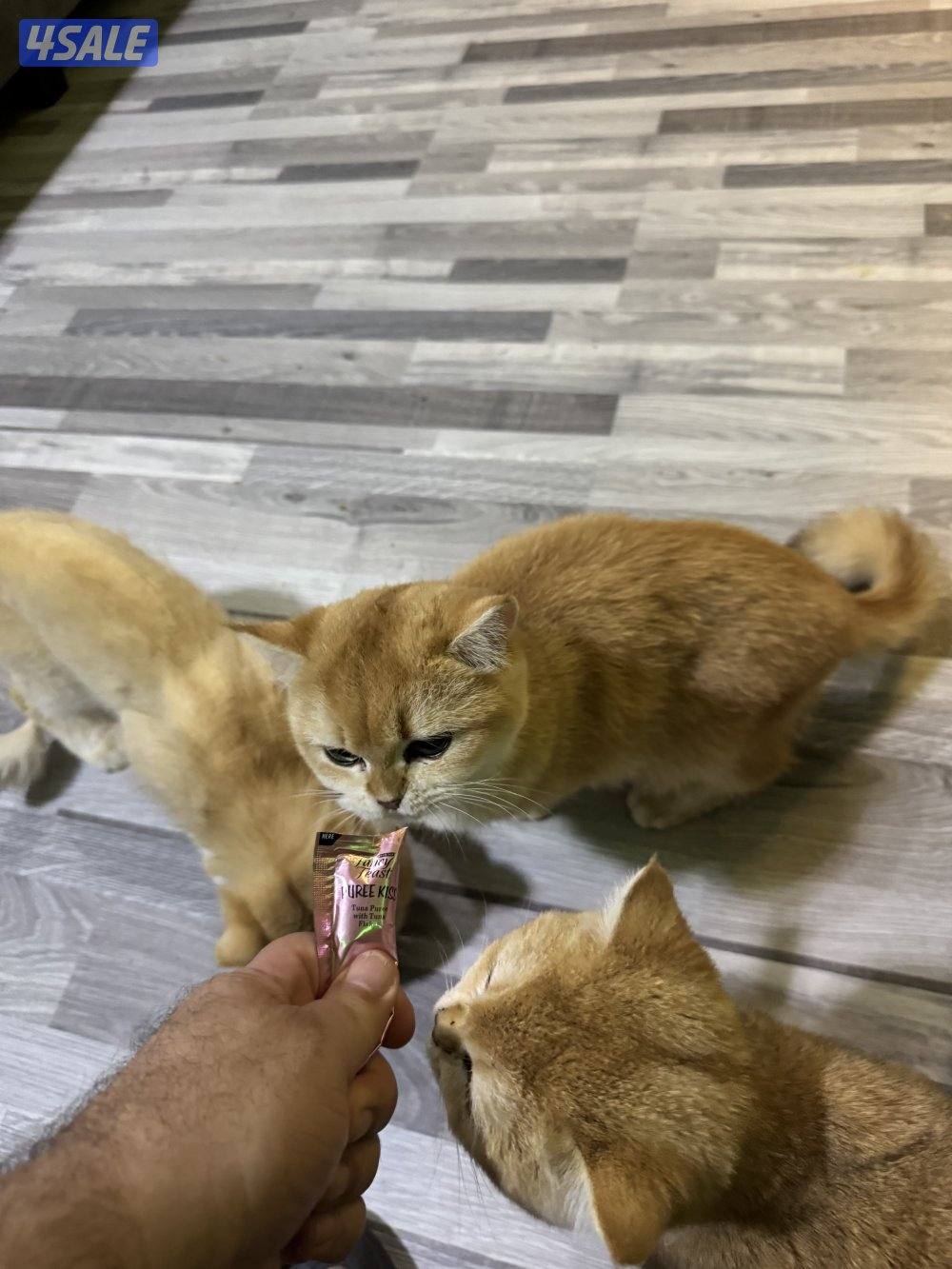 بيعه مستعجله لضروف السفر 4 قطط برتش مثبتين وذكرين 200 سعر رمزي اول متص4