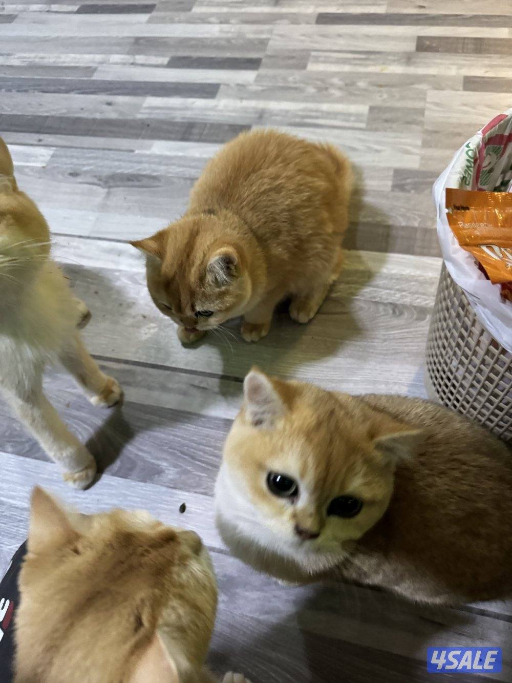 بيعه مستعجله لضروف السفر 4 قطط برتش مثبتين وذكرين 200 سعر رمزي اول متص6